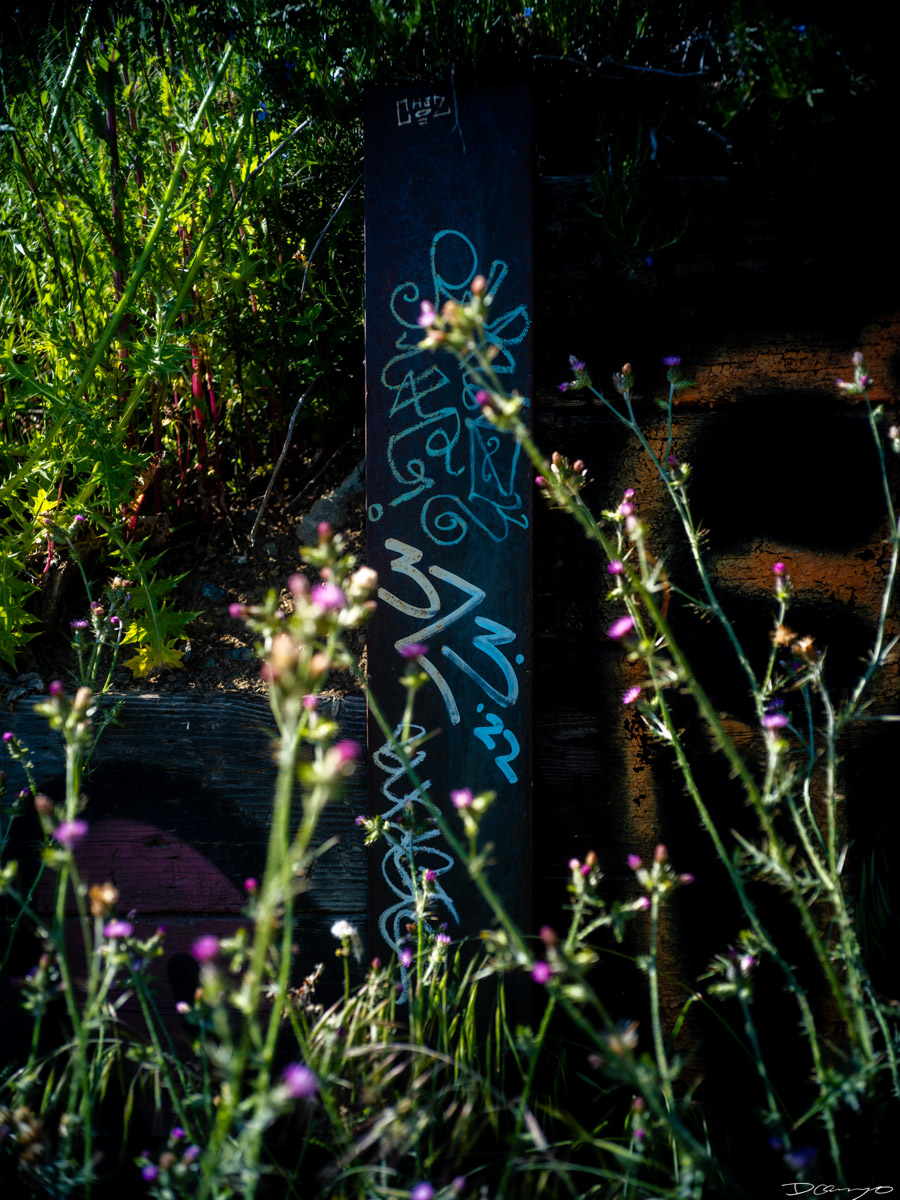 Pretty things that I wanted to take pictures of around Berkeley in 2023.